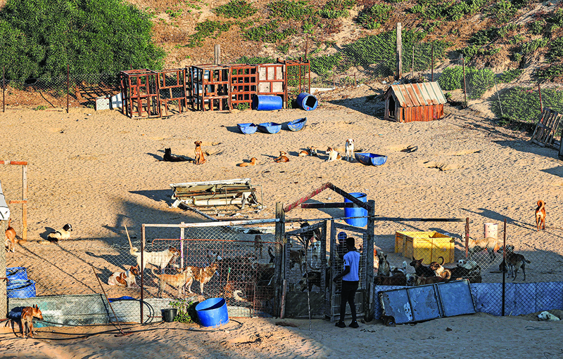 This picture shows a general view of the Sulala dog shelter in Gaza City, which has received several wounded animals due to the 11-day conflict between Zionist entity and the Islamist Hamas movement currently in control of the Palestinian Gaza Strip enclave. — AFP photosn