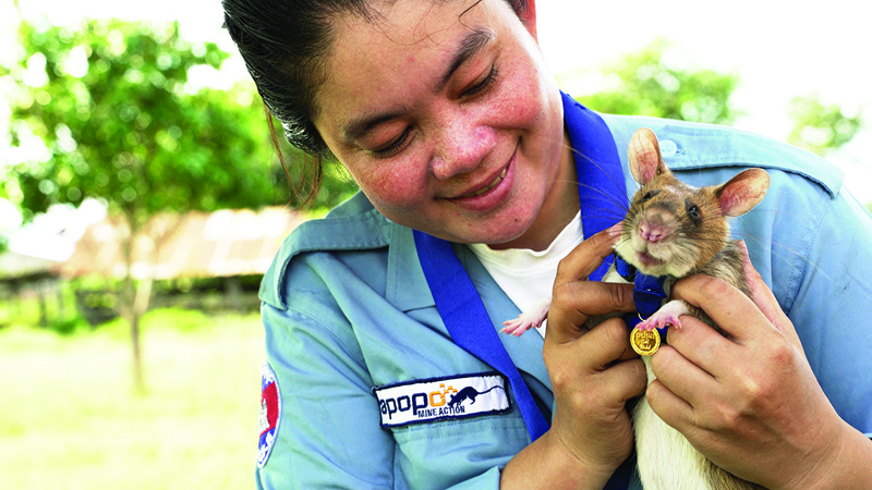SIEM REAP: File photo shows Magawa, an African giant pouched rat, wearing his gold medal received from PDSA for his work in detecting landmines, in Siem Reap. – AFPnnn