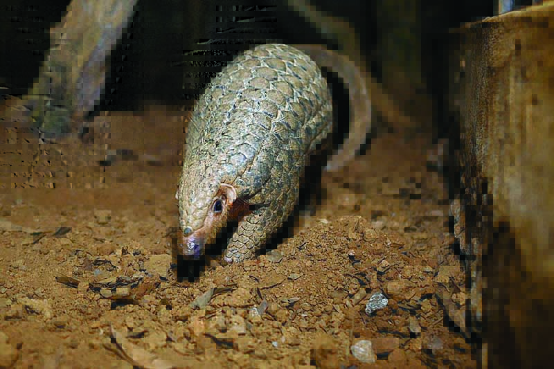 This file photo shows a pangolin emerging from an underground tunnel at night at Save Vietnam's Wildlife, a group that runs a pangolin conservation program inside the Cuc Phuong National Park in northern province of Ninh Binh. - AFPn