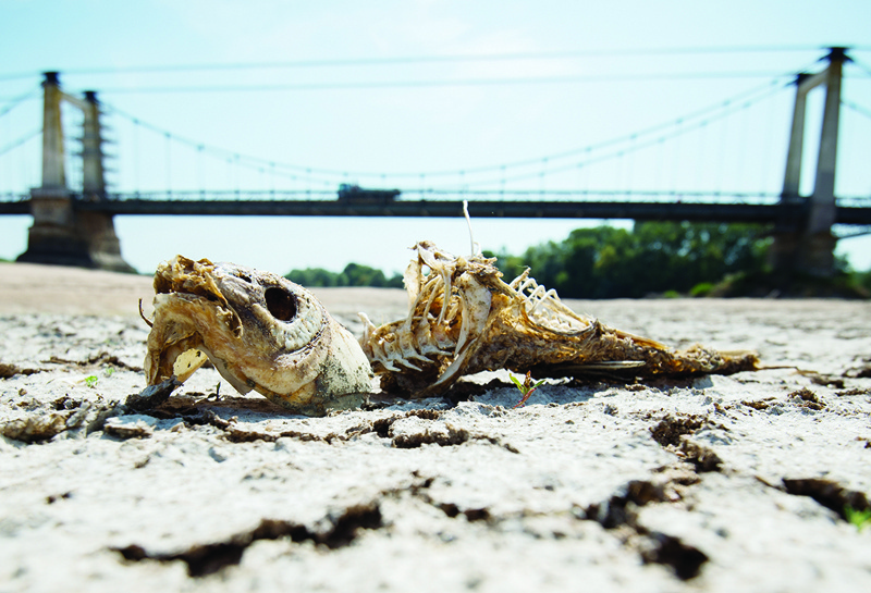 MONTJEAN-SUR-LOIRE, France: In this file photo taken on July 24, 2019, a fishbone lies on a dry part of the Loire river bed due to drought. -  AFP n
