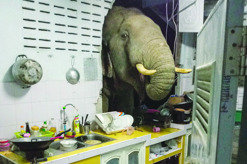 PA LA-U, Thailand: An elephant searches for food in the kitchen of Radchadawan Peungprasopporn's home on June 20, 2021. - AFP  n