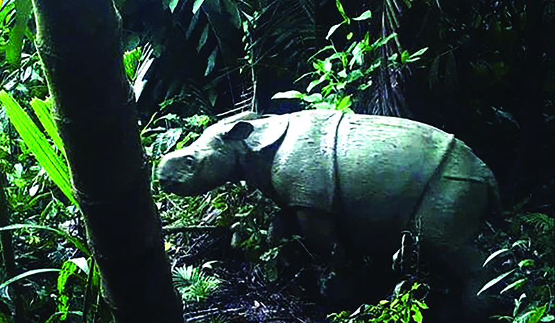 This handout shows one of two rare Javan rhino calves that were caught on video in the Ujung Kulon National Park, raising hopes for the longer-term survival of the endangered species. — AFP n