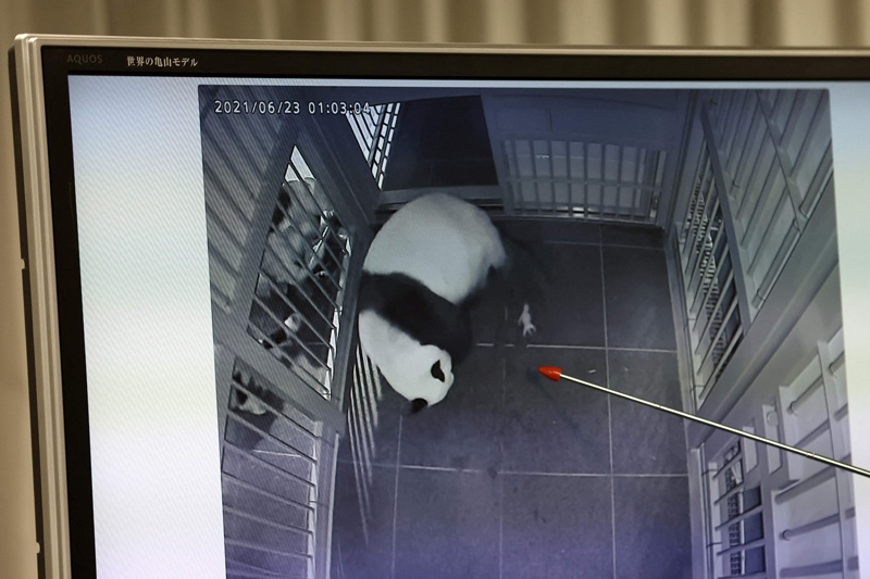 Ueno Zoological Gardens staff Naoya Ohashi shows an image of giant panda Shin Shin giving birth to the first of her twin cubs at Tokyo's Ueno Zoo yesterday. – AFP n