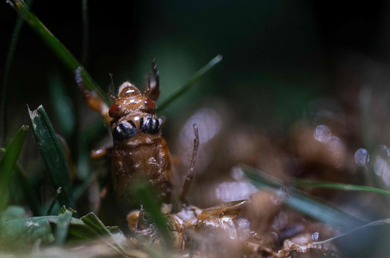 File photo shows cicada nymph emerges from a hole after 17 years underground at the Woodend Sanctuary in Chevy Chase, Maryland. – AFPnn