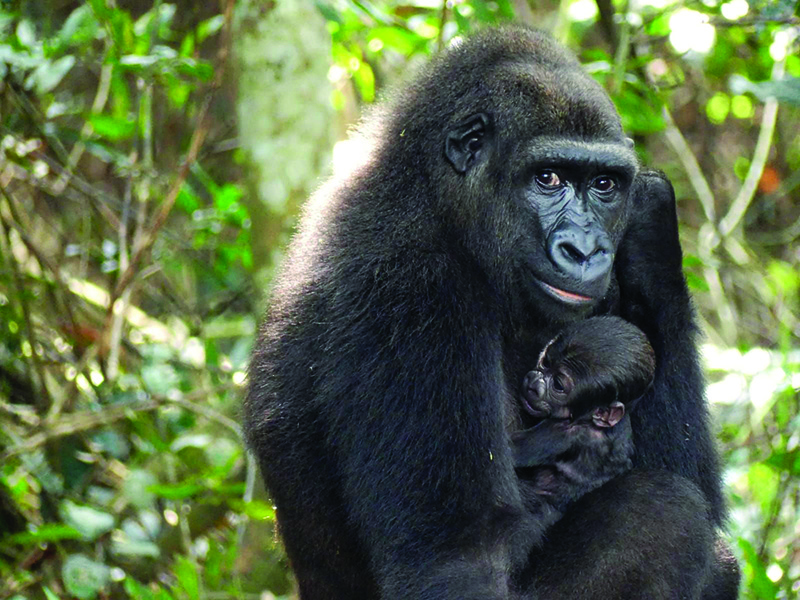 This undated handout photograph released by The Aspinall Foundation, shows a baby gorilla cradled by its mother ‘Mayombe’ in The Bateke Plateau, south-east Gabon.n
