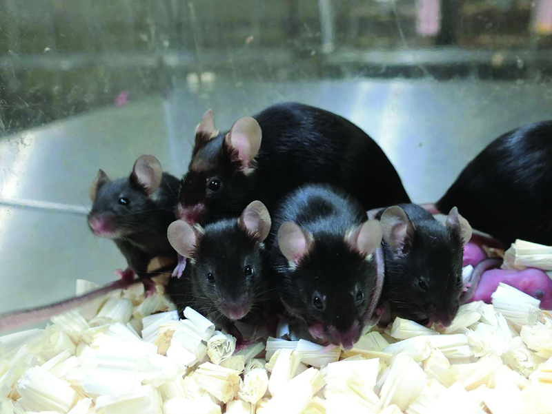 This image courtesy of Teruhiko Wakayama, University of Yamanashi, shows healthy offspring and next generation of mice derived from space preserved spermatozoa. - AFP photosn