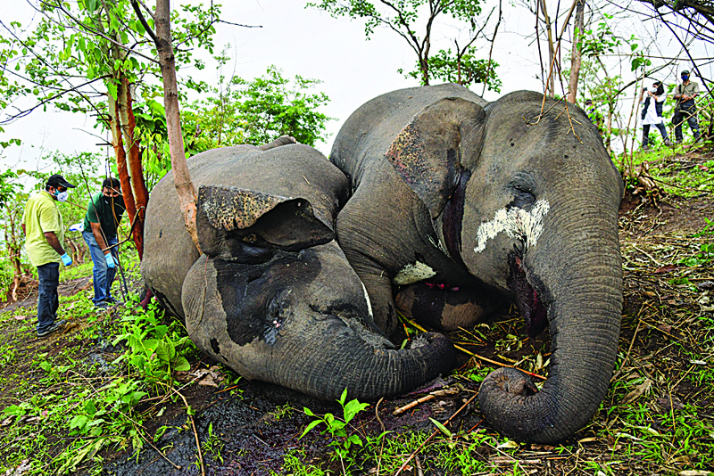 A veterinarian team checks the dead bodies of wild elephants, suspected to have been killed by lightning, on a hillside in Nagaon district of Assam state. - AFPn