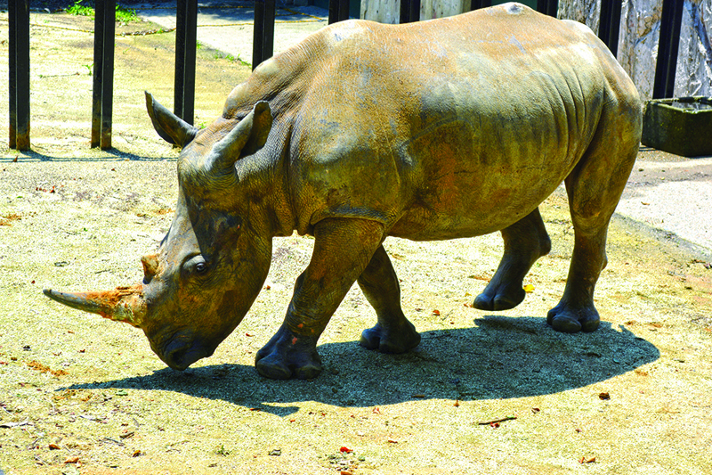 This handout photograph shows Emma, a white five-year-old female rhino, at Tobu Zoo in Miyashiro, Saitama prefecture a day after arriving from Taiwan for breeding. — AFP nn