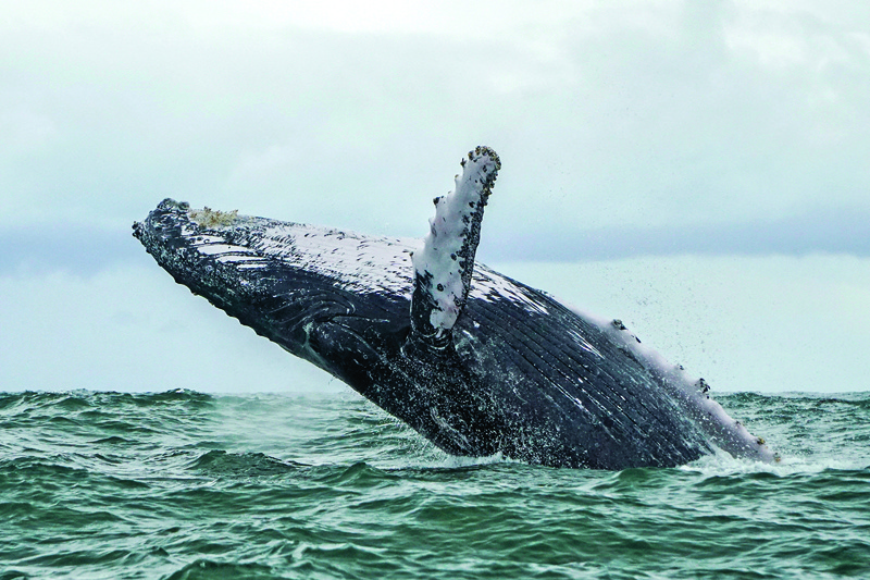 In this file photo a Humpback whale jumps in the surface of the Pacific Ocean at the Uramba Bahia Malaga National Natural Park in Colombia. - AFP n