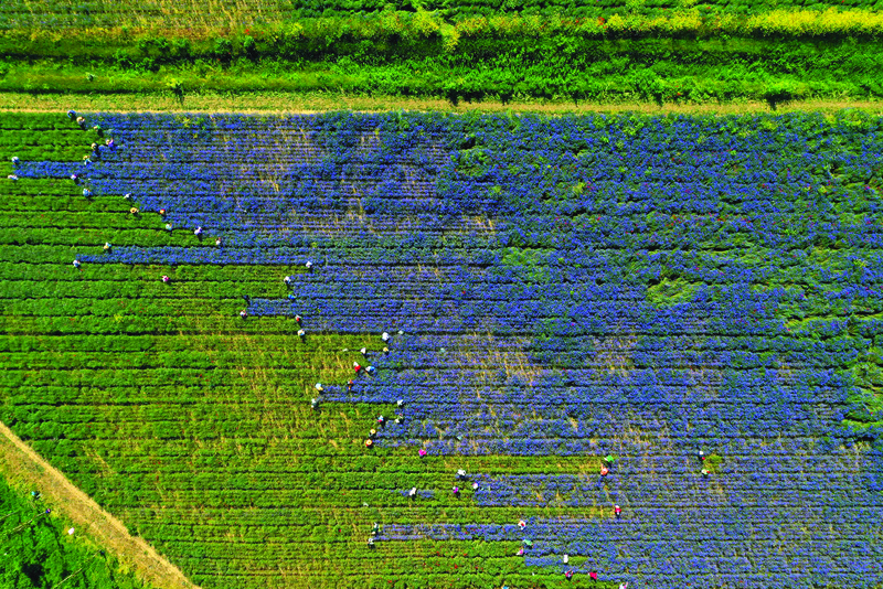 This aerial view taken in the village of Sheqeras near the city of Korca, shows farmers picking up medicinal herb Centaurea cyanus, commonly known as cornflower. — AFP photosn
