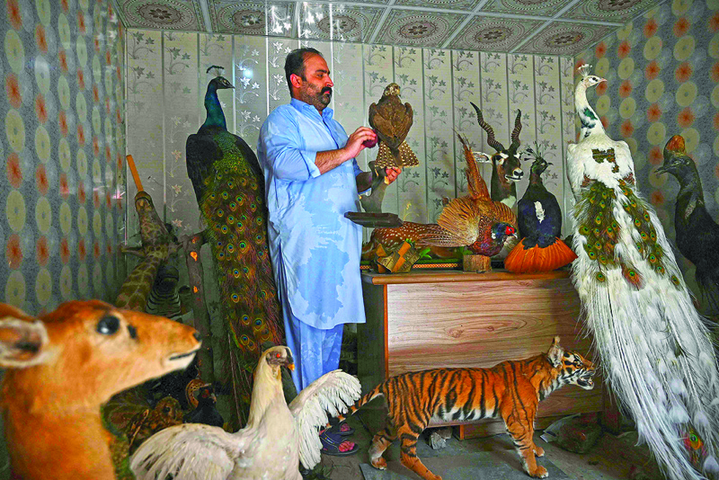 In this picture taken on June 9, 2021 taxidermist Jahangir Khan Jadoon holds a stuffed bird at his workshop in Lahore. – AFP photosn