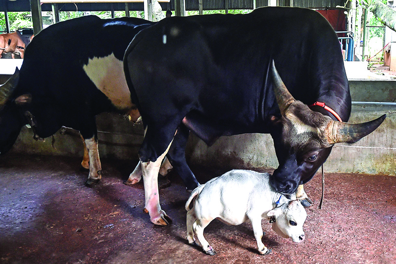 A domestic cattle stands next to a dwarf cow named Rani, whose owners applied to the Guinness Book of Records claiming it to be the smallest cow in the world, at a cattle farm in Charigram, about 25 km from Savar. – AFP photosn
