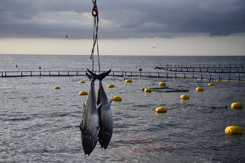 In this file photo taken on July 9, 2021 two bluefin tuna fish are extracted with a crane after being fished by divers in a purse seine at the Balfego fishing company's aquaculture facility on the open sea off the coast of L'Atmella de Mar. – AFPn