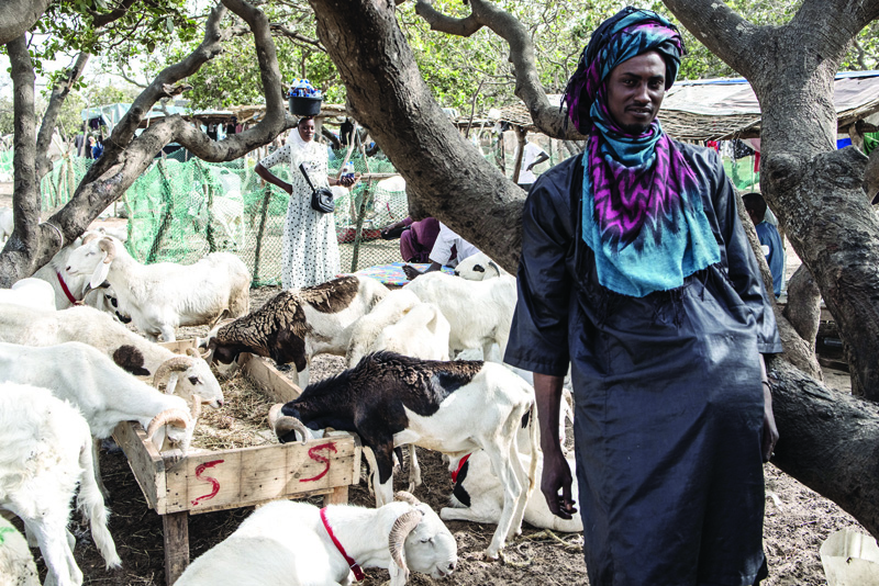 DAKAR: A herdsman keeps watch over his sheep in the Keur Massar sheep market. Thousands of sheep are transported to Dakar ahead of Tabaski (Eid Al-Adha) celebrations. - AFPn