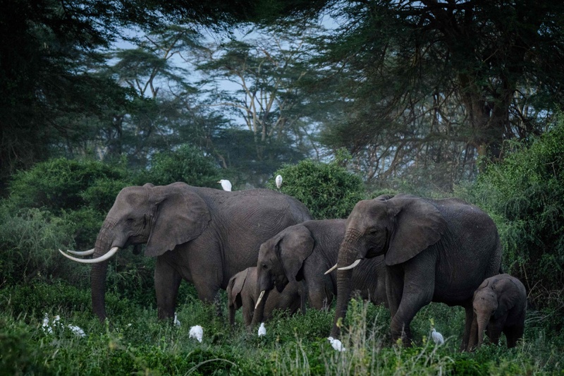 In this file photo A general view of elephants grazing at Kimana Sanctuary in Kimana, Kenya. – AFP n