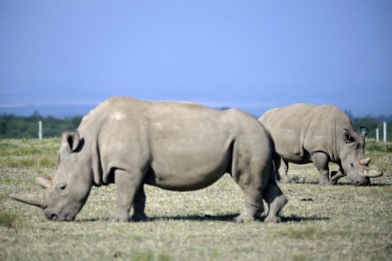 In this file photograph Fatu (background), 19, and her mother Najin, 30, two female northern white rhinos, the last left on the planet, graze in their secured paddock at The Ol Pejeta Conservancy in Nanyuki, some 147kms north of the Kenyan capital, Nairobi. — AFP n