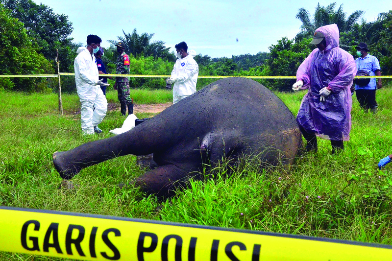 Officials work at the scene where a critically endangered Sumatran elephant was found decapitated with its tusks missing in Banda Alam, East Aceh. — AFPn