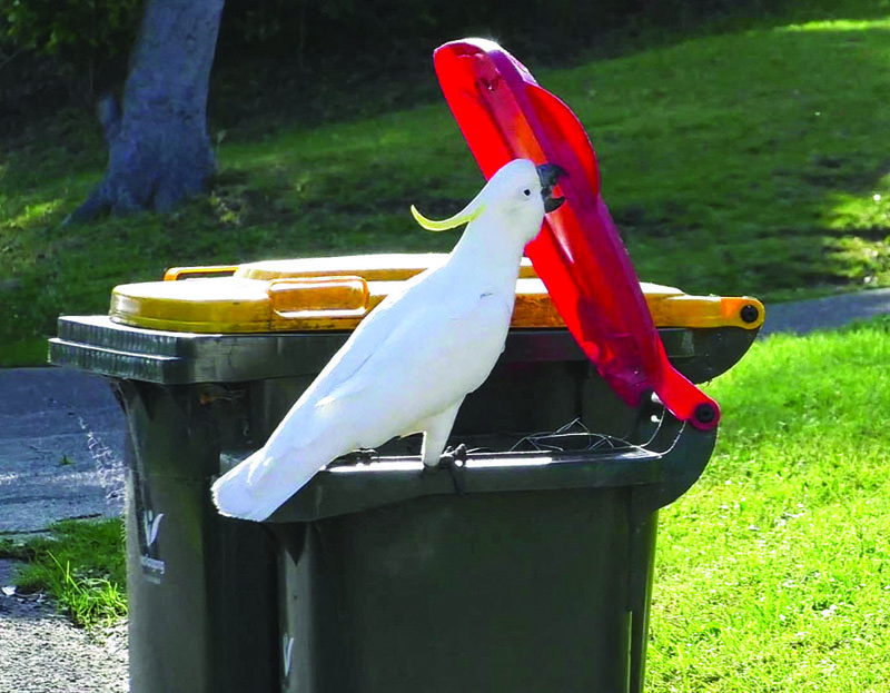A sulphur-crested cockatoo opens the lid of a household waste bin in Sydney on July 20, 2021. – AFP nn