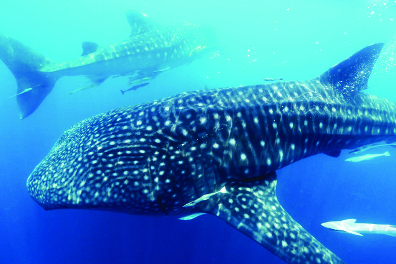 Whale sharks congregate in Qatar in mesmerizing scene