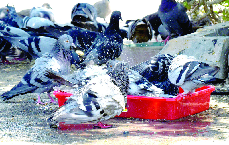 KUWAIT: Pigeons wash up to escape the heat at a park in Kuwait. - Photo by Fouad Al-Shaikhn
