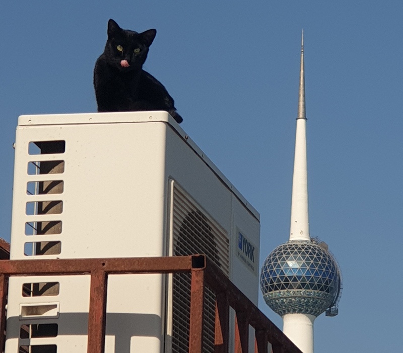 KUWAIT: This photo taken by photographer Helen Stevenson (@hs220 on Instagram) in Kuwait City shows a stray cat with one of the Kuwait Towers seen in the background. (To have your picture featured in the Kuwait Times’ ‘Photo of the Day’ section, please send your high resolution, unedited photos to local@kuwaittimes.com, along with the full name and Instagram account)n