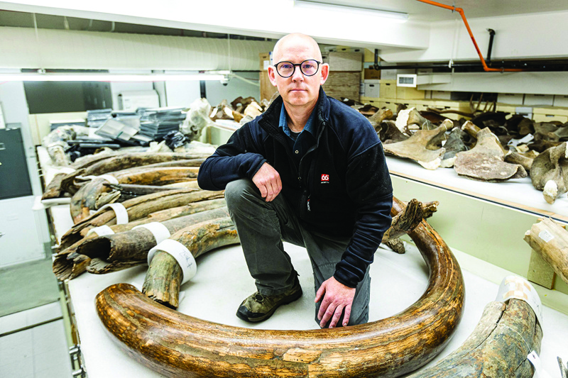 Mat Wooller, director of the Alaska Stable Isotope Facility, kneels among a collection of mammoth tusks at the University of Alaska Museum of the North. - AFP