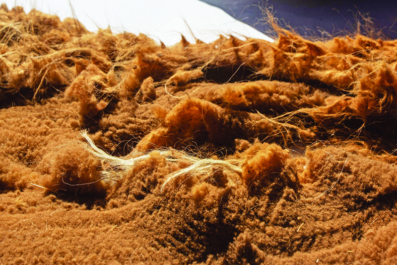 TOTOROMA, Peru: Picture of vicuna wool taken as members of the community of Totoroma participate in the traditional Chaku, or Chaccu, an annual vicuna round-up and shearing festival, in Puno, southern Peru, on August 25, 2021.  - AFPn
