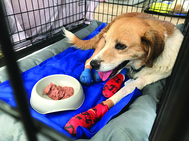 A picture taken on Aug 12, 2021 shows a dog recovering in a cage at a makeshift shelter where the animals injured in the wildfires are treated in Athens. – AFPn