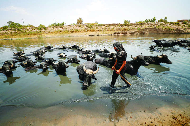 An Iraqi herder cools off his buffaloes in the Diyala River in the Faziliah district, east of Baghdad yesterday. As Iraq bakes under a blistering summer heat wave, its hardscrabble farmers and herders are battling severe water shortages that are killing their animals, fields and way of life. - AFP n