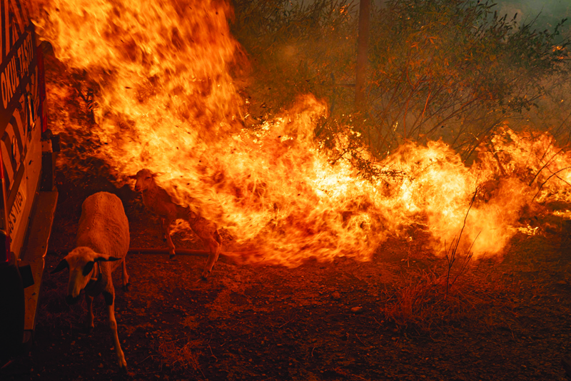 MUGLA, Turkey: A sheep is covered with flames coming from an advancing fire on Monday in the Marmaris district. - AFP n