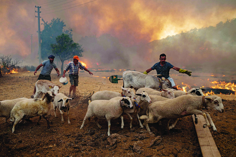 MUGLA, Turkey: Men herd cows and sheep away from an advancing fire on Monday in the Marmaris district. - AFP n