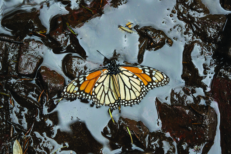 OCAMPO, Mexico: File photo shows a Monarch butterfly (Danaus plexippus) is pictured at the Sanctuary of El Rosario, Ocampo municipality, Michoacan state, Mexico. When Canadian conservation enthusiasts head out to find monarch eggs, it's always with a magnifying glass and a notebook. – AFP photosn