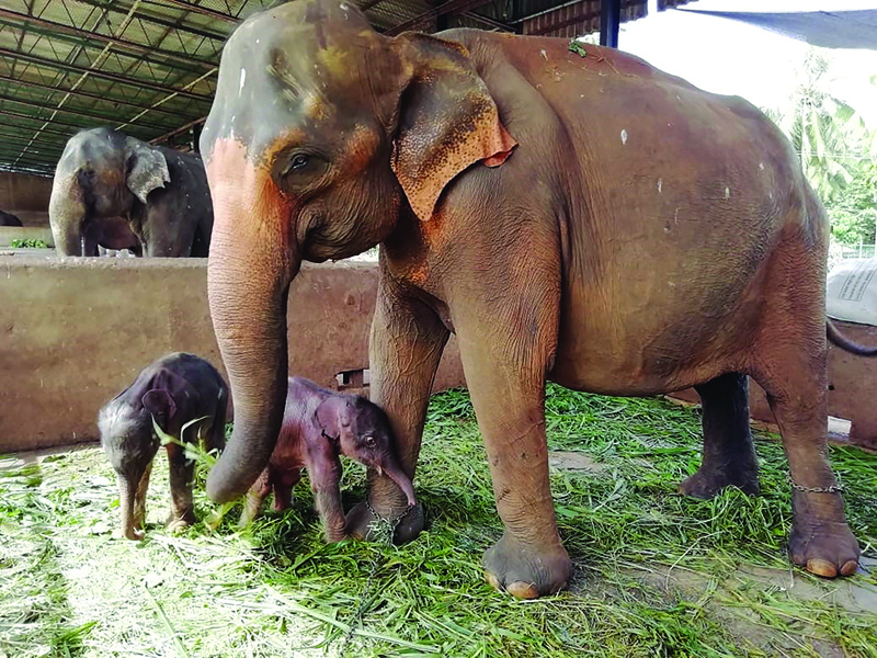 These handout photos from Sri Lanka’s Pinnawala Elephant Orphanage taken yesterday show 25-year-old elephant Surangi with her twin calves born yesterday nearly five hours apart, making the first such birth at the facility set up in 1975 to care for destitute elephants, in Pinnawala.—AFP photosn