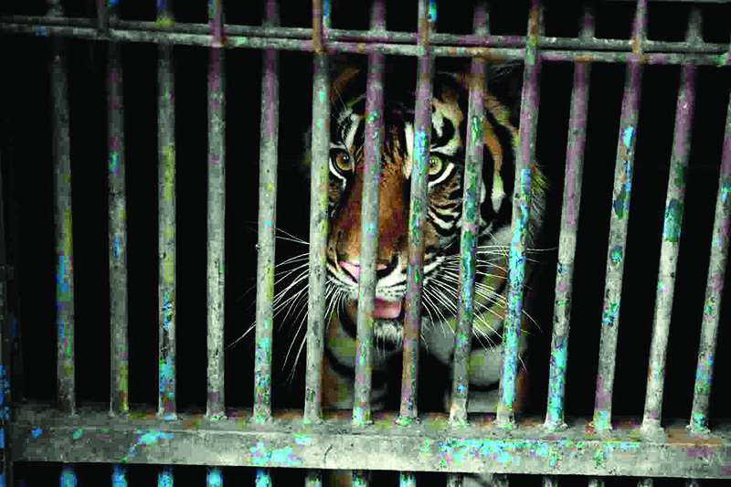 This handout picture shows a Sumatran tiger locked up in a cage at the Ragunan Zoo in Jakarta, after Indonesian officials announced it was one of two tigers recovering from the COVID-19 coronavirus. — AFPn
