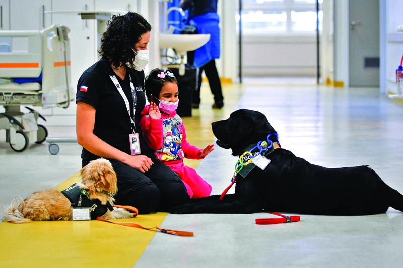 Therapy dogs Morron (right) and Pipa are seen at the Exequiel Gonzalez Pediatrics Hospital during a session with girl who will undergo surgery. - AFPn