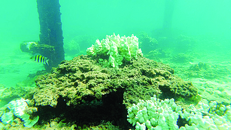 KUWAIT: This handout photo released by Kuwait's Environment Public Authority yesterday shows bleaching on coral reefs near the Qaruh Island. - KUNAn