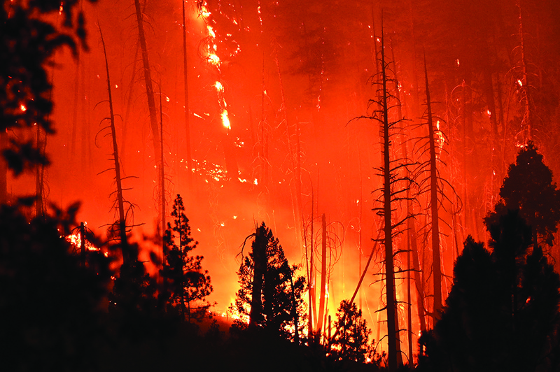 Pine trees burn on a hillside at the Dixie Fire, in Twain, California. — AFP photosn
