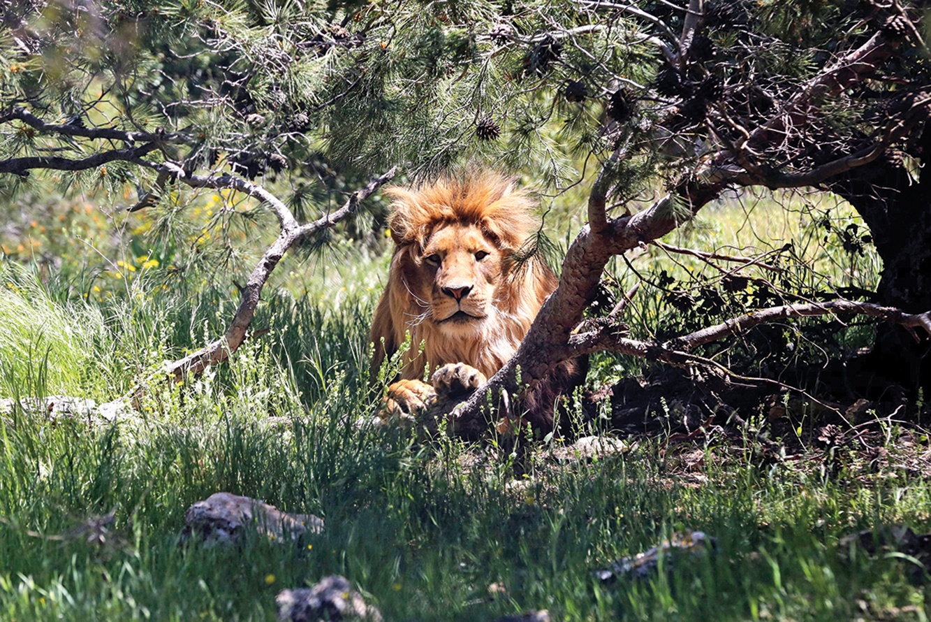 In this file photo a lion rests in an enclosure at the sanctuary in Jerash, some 50 kilometers north of the Jordanian capital.—AFP