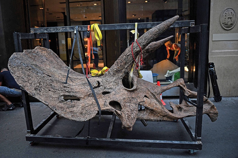 This picture shows the skull of a triceratops as it is brought into a gallery where it is set to be exposed ahead of its auction sale at Drouot auction house in October. — AFP photos