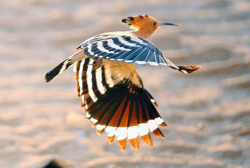 KUWAIT: A Eurasian hoopoe is pictured in midflight in Kuwait City yesterday. – Photo by Yasser Al-Zayyat (To have your picture featured in the Kuwait Times’ ‘Photo of the Day’ section, please send your high resolution, unedited photos to local@kuwaittimes.com, along with the full name and Instagram account, in addition to a description showing the picture’s location and date taken)n