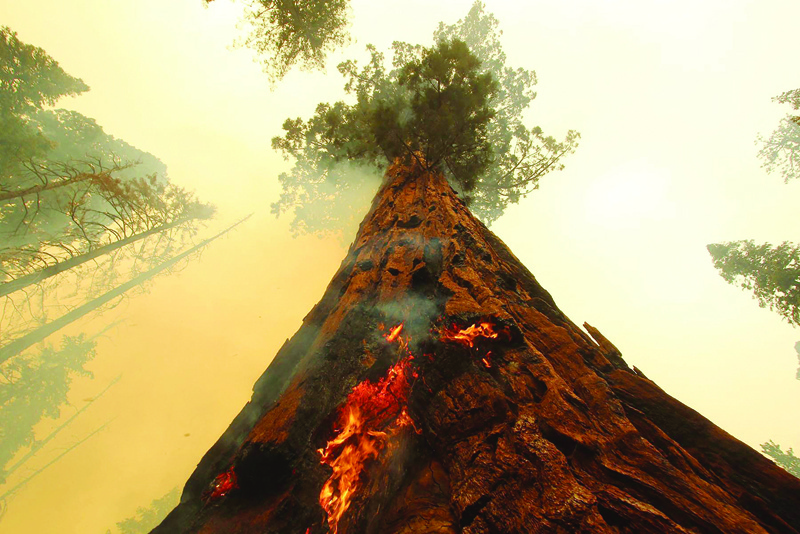 PONDEROSA: Flames spread up a tree as the Windy fire burns along the Trail of 100 Giants in the Sequoia National Forest, near Ponderosa, California. - AFP  n
