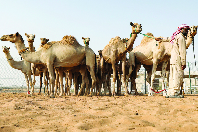 Female camels are herded in a pen at the Reproductive Biotechnology Center in Dubai.-AFP photosn