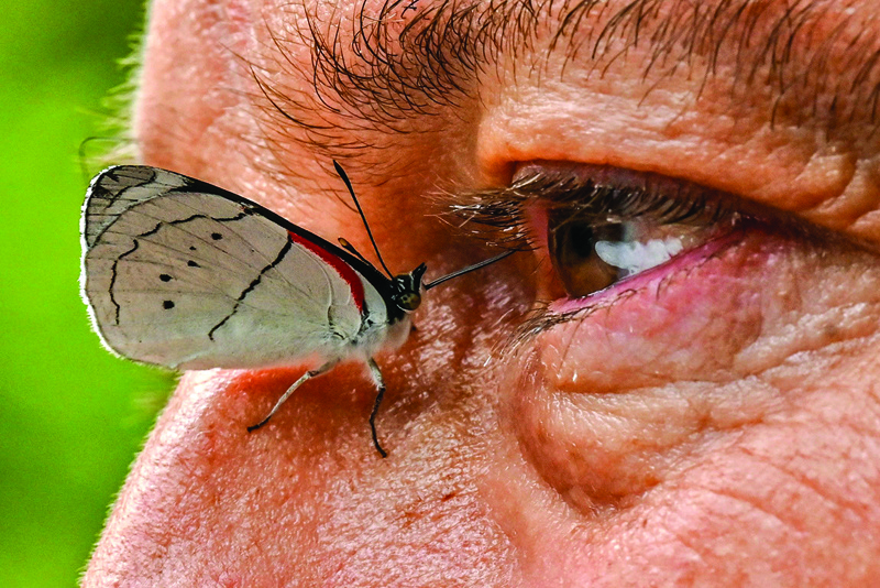 A butterfly is pictured next to the eye of Colombian photographer Juan Guillermo Jaramillo in Jardin, Antioquia department, Colombia.—AFP photosn