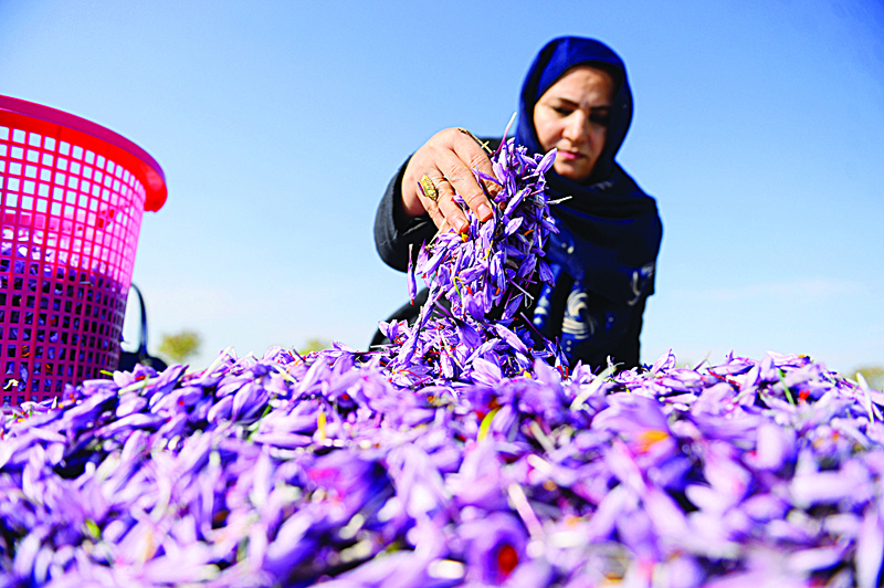 HERAT, Afghanistan: In this file photo, an Afghan worker sorts harvested saffron flowers in a field on the outskirts of Herat.-AFPn