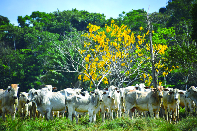 RUR0POLIS, Brazil: A herd of cattle is seen at a farm in Ruropolis, Para state, Brazil, in the Amazon rainforest. - AFPn