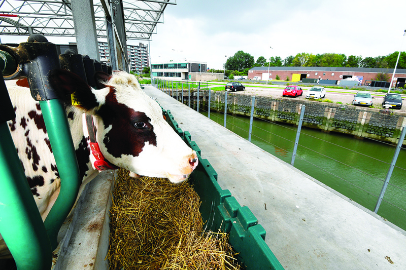ROTTERDAM, A photo taken on August 30, 2021, shows cows feeding in a floating dairy farm in the port of Rotterdam, a possible future solution to rising waters and climate change. - AFPn