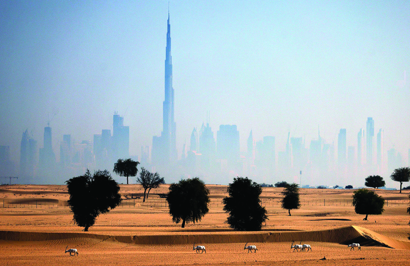 In this file photo taken on May 13, 2021, Arabian oryx are pictured in the UAE desert with the Dubai skyline in the background. - AFP