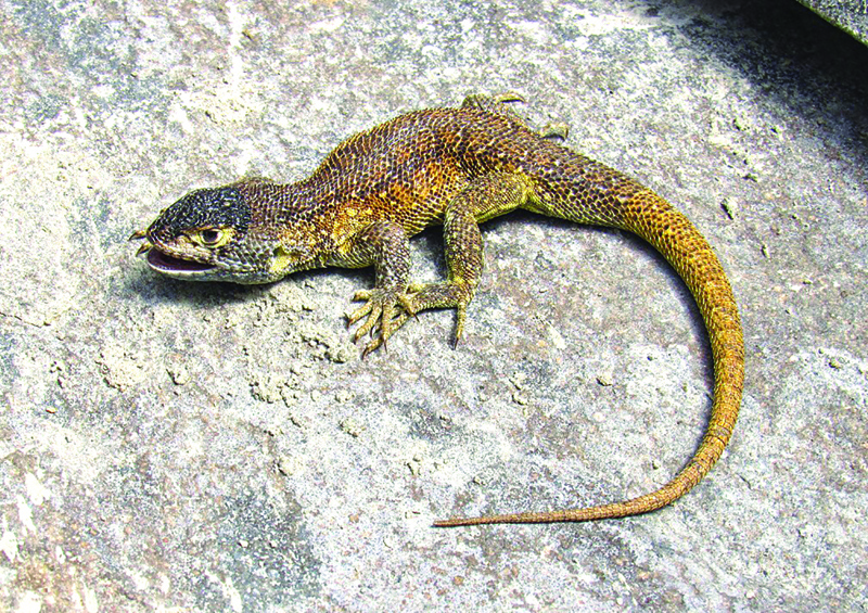 Undated picture distributed by the Peruvian National Service of Natural Areas Protected by the State (SERNANP) of a Liolaemus Warjantay, a new species of lizard discovered in the Cotahuasi Reserve, in Arequipa, Peru.—AFP n