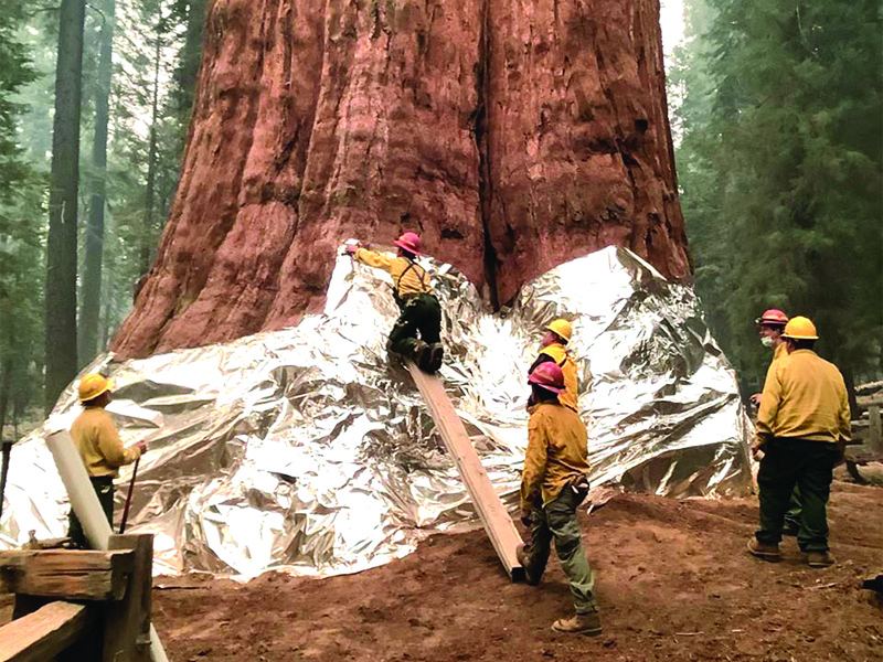 Wildland firefighters apply structure wrap to giant sequoias on the KNP Complex fire in the Sequoia National Park, California. - AFP photosn
