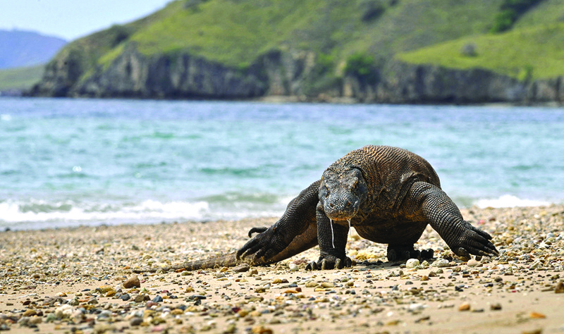 In this file photograph a Komodo Dragon searches the shore area of Komodo island for prey.—AFP n